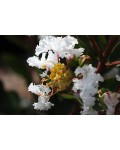 Lagerstroemia indica Віз Лав Вірджин квітка